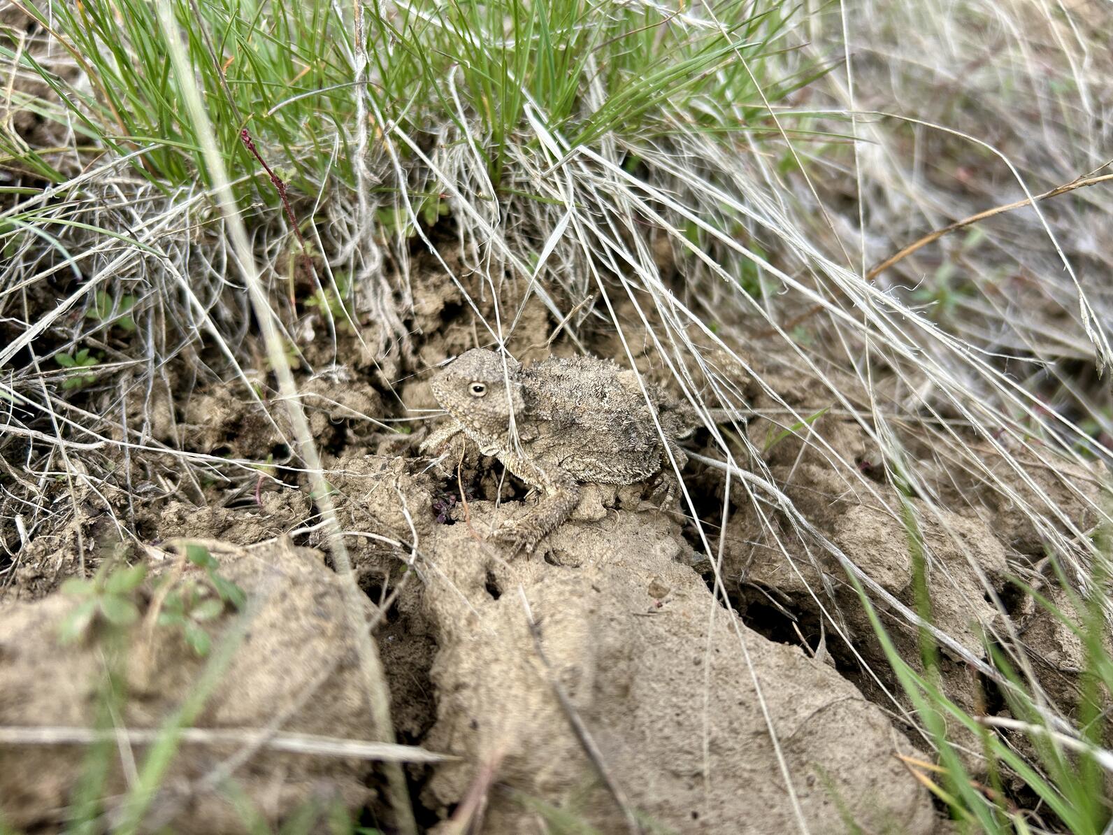 A small, dirt-colored pygmy short-horned lizard blends in masterfully amongst rocks and grasses.