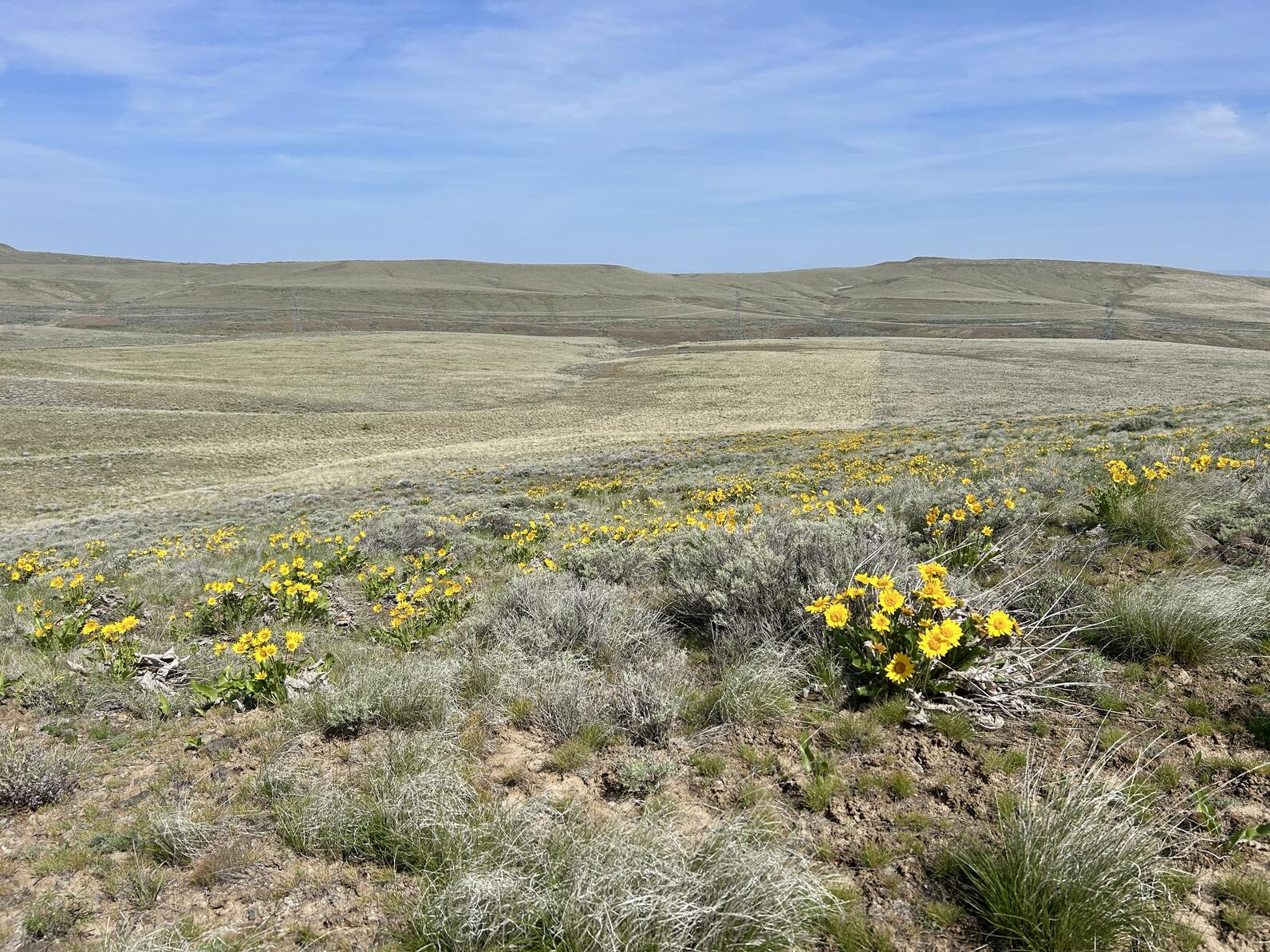 Shrub-steppe landscape at midday. Shrub-steppe landscape at midday.