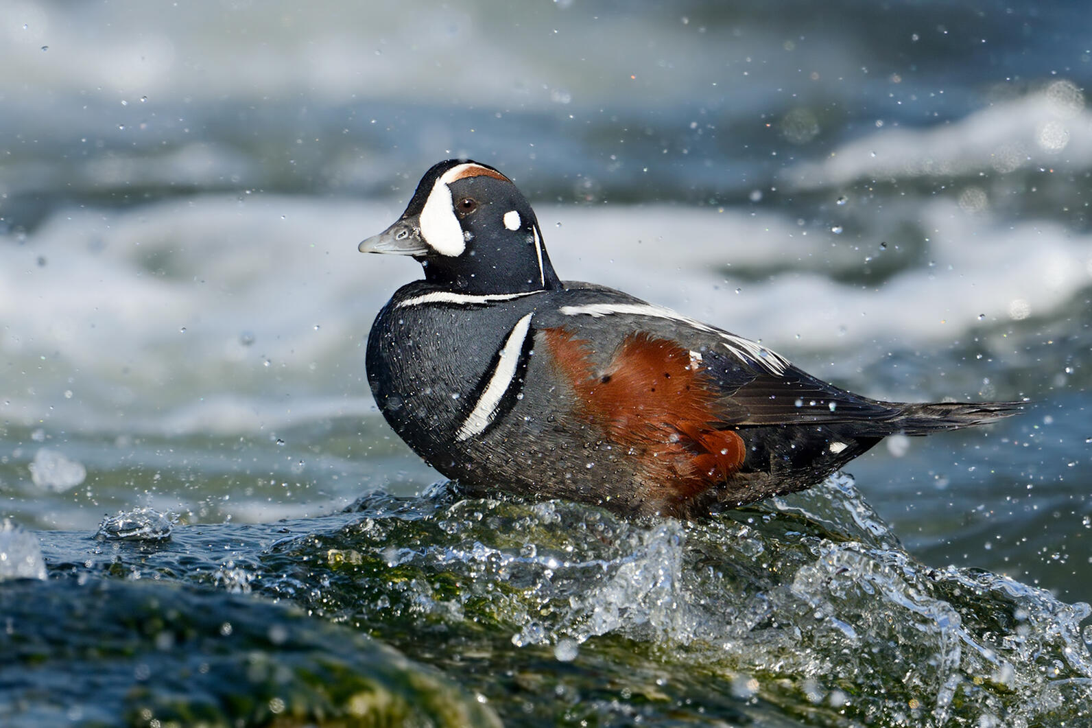 Harlequin Duck standing on a water-covered rock