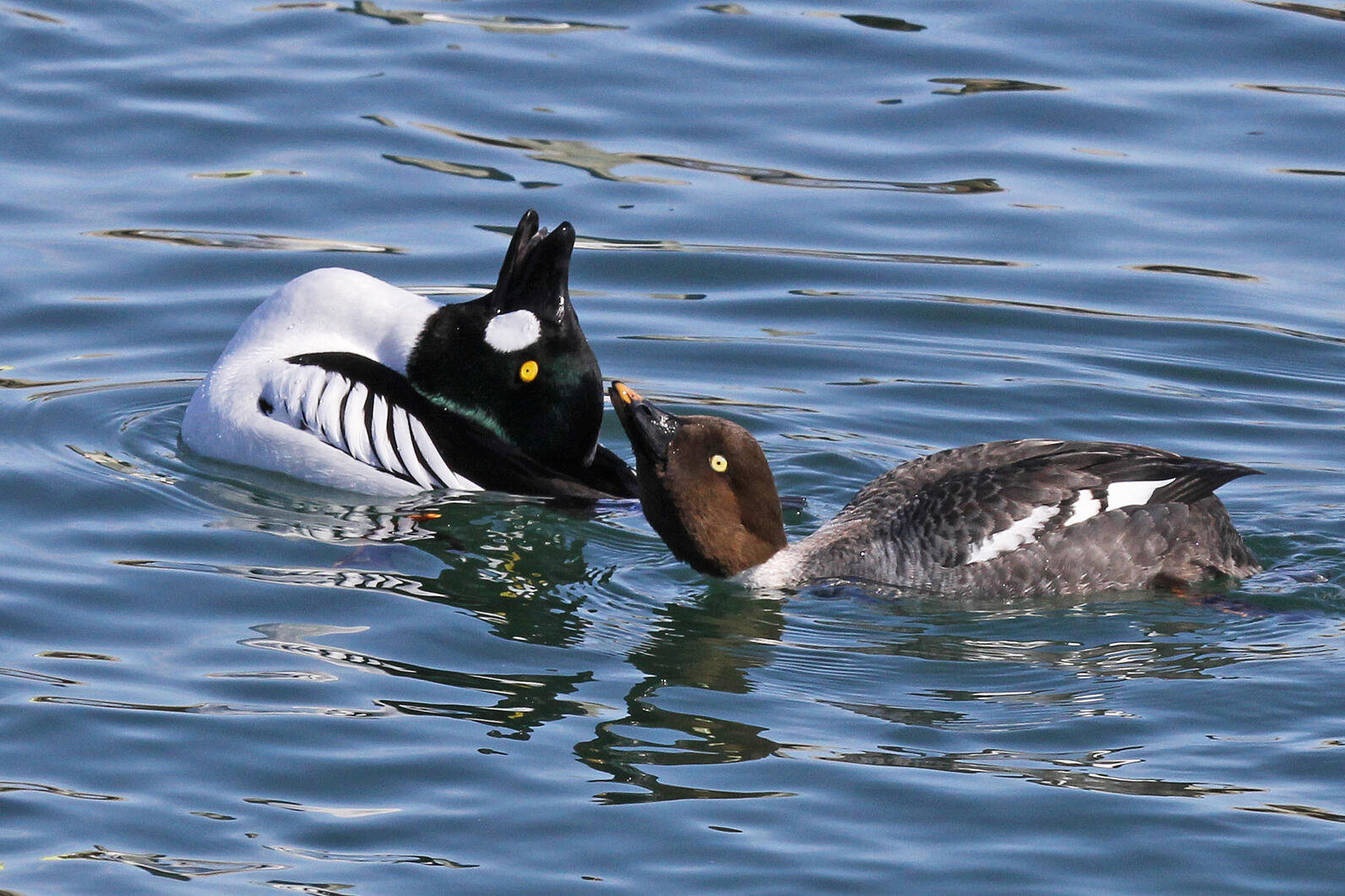 Barrow's goldeneye  Washington Department of Fish & Wildlife