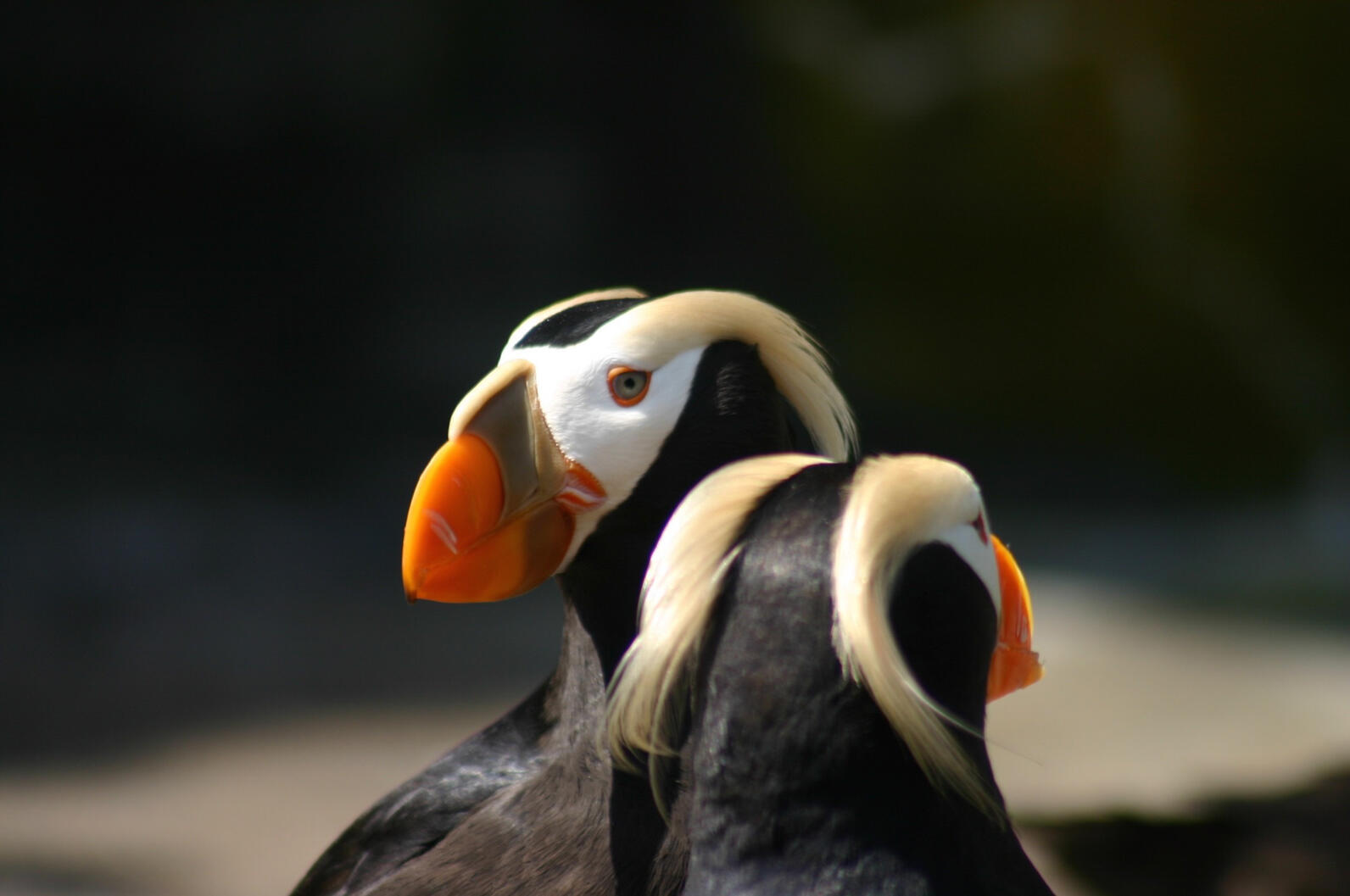 Tufted puffin Oregon Department of Fish & Wildlife