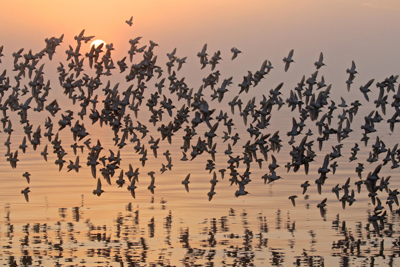 A flock of Western Sandpiper in flight over water at sunset.