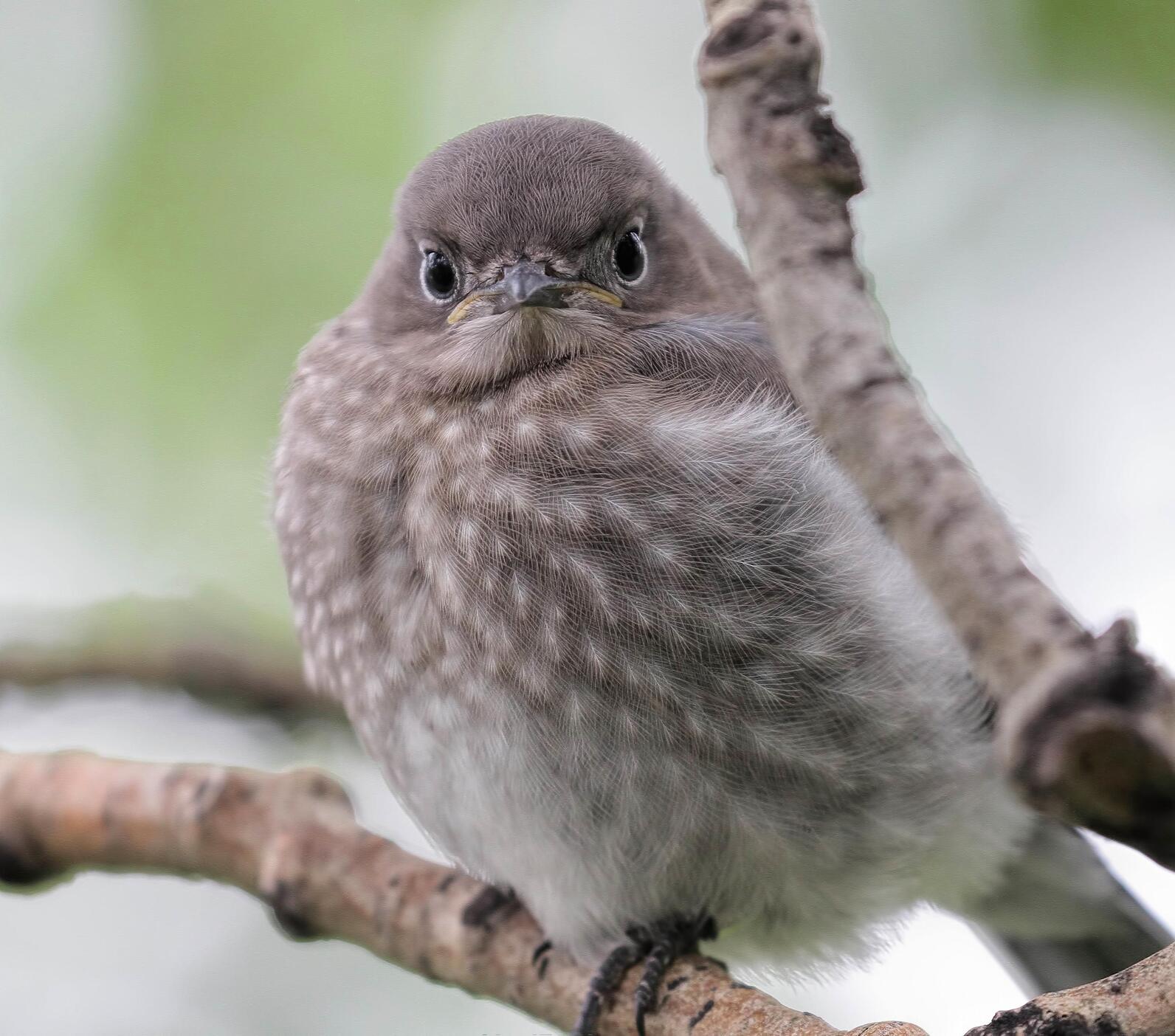 OPAS Awarded Audubon Collaborative Grant — OLYMPIC PENINSULA