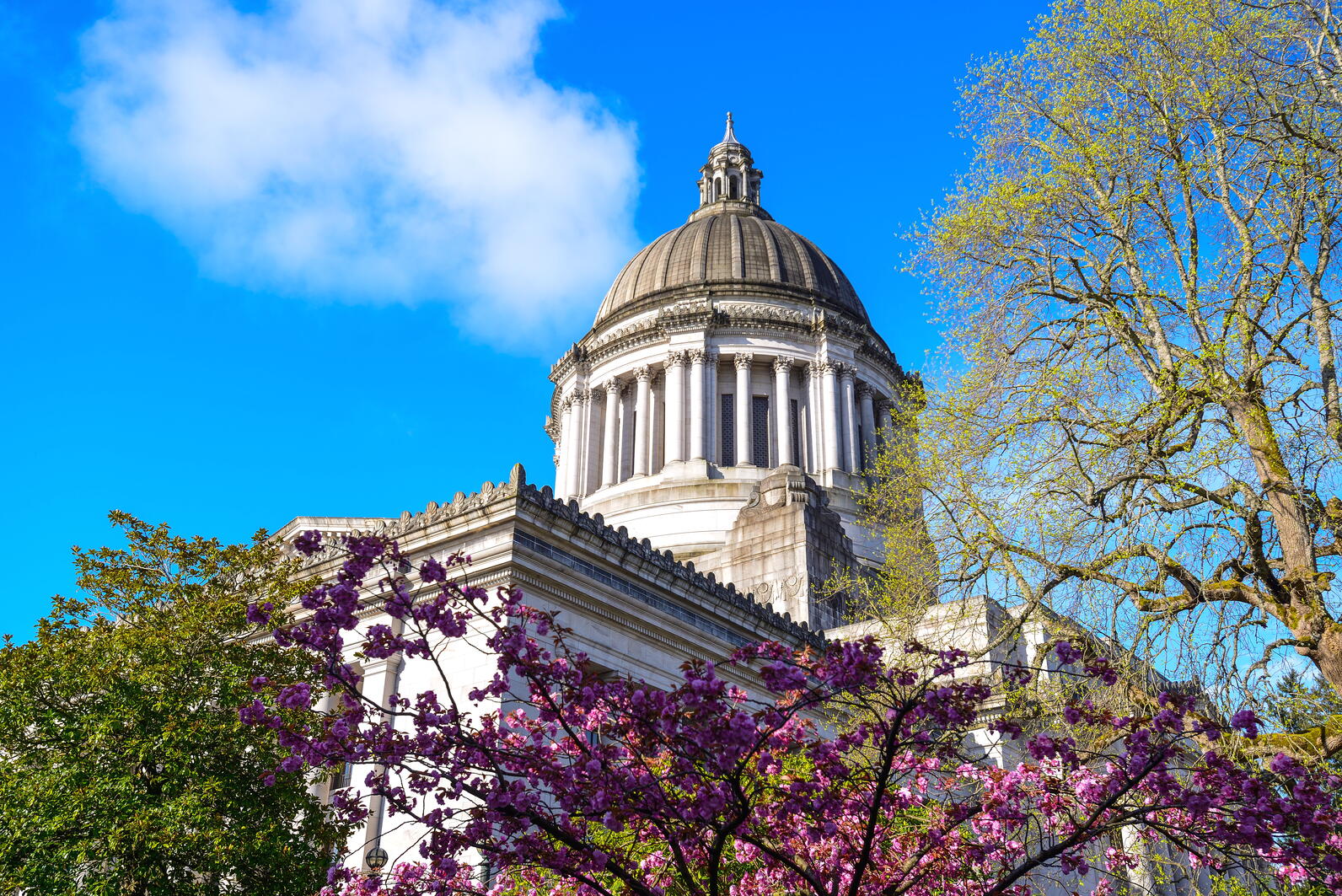 Capitol Building in Olympia, WA amongst various trees on a sunny day. Capitol Building in Olympia, WA amongst various trees on a sunny day.