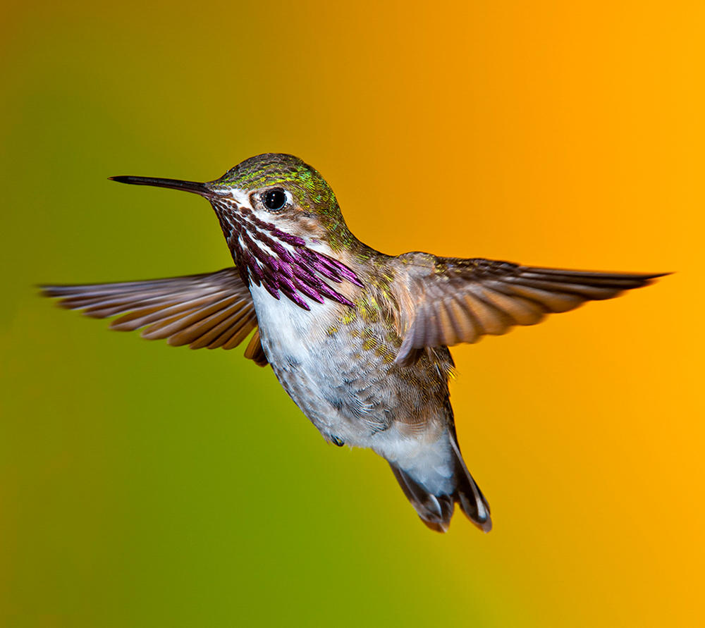 Calliope Hummingbird