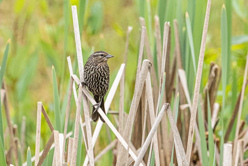 Female Red-winged Blackbird perched in reeds