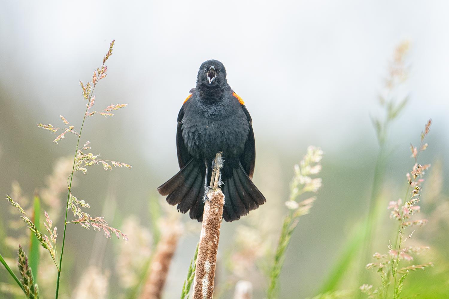 Male Red-winged Blackbird facing straight into the camera singing while perched atop a reed.