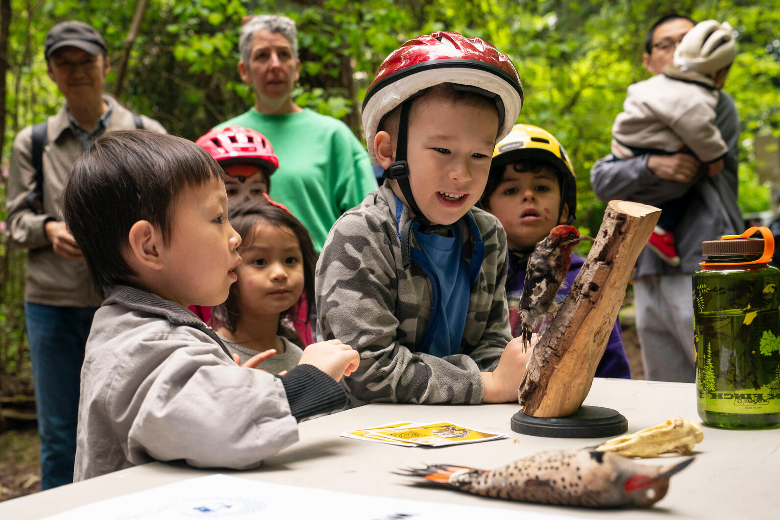 Curious children learn about woodpeckers in the Seward Park forest. Curious children learn about woodpeckers in the Seward Park forest.
