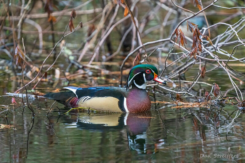 Ducks Unlimited - A conservation success story over the pond