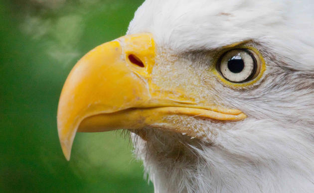 Birds With Benefits: How Eagles Are Helping Dairy Farmers in Western  Washington